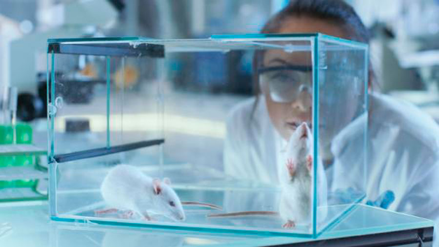 probelmas eticos de la experimentacion animal