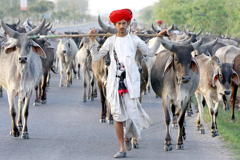 las vacas son trasladadas a pie hasta le matadero