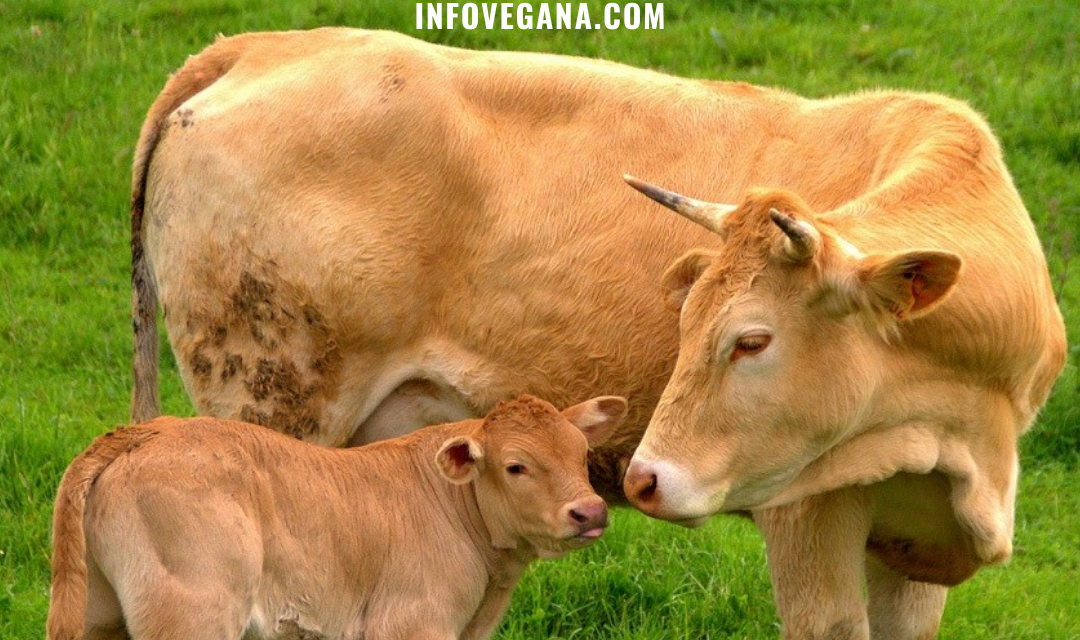 EPISODIO 16 – CALZADO VEGANO, PECES EN UÑAS, GANADERÍA EXTENSIVA Y EXPERIMENTACIÓN ANIMAL | Veganismo y sostenibilidad, el podcast