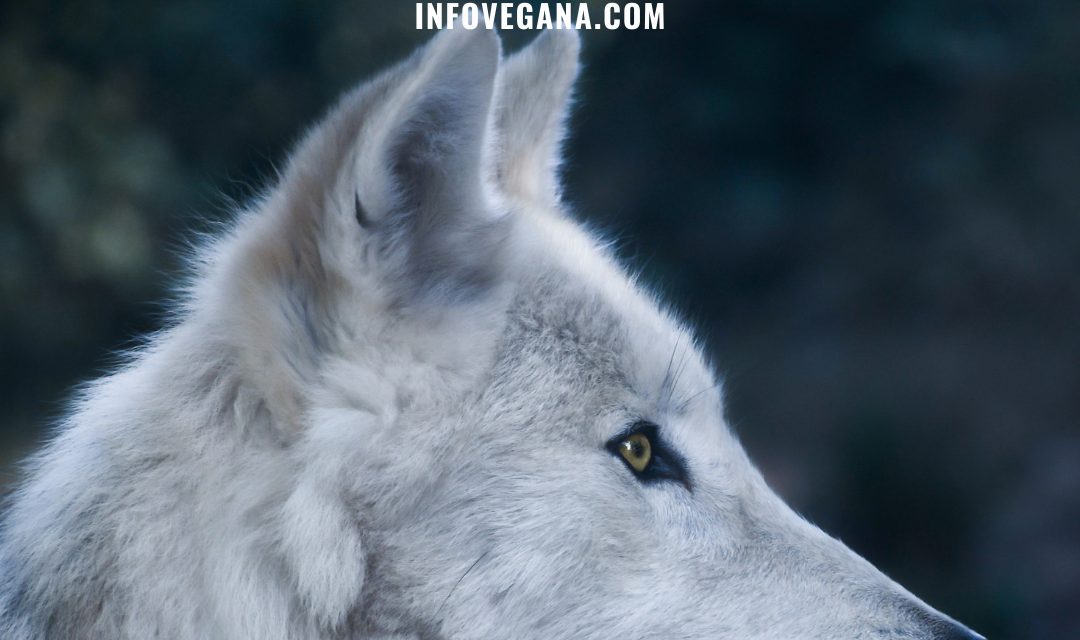 EPISODIO 17 – VOLCANES, LOBOS, VIVOTECNIA, VACUNAS Y UNA CARNICERÍA VEGANA | Veganismo y sostenibilidad, el Podcast